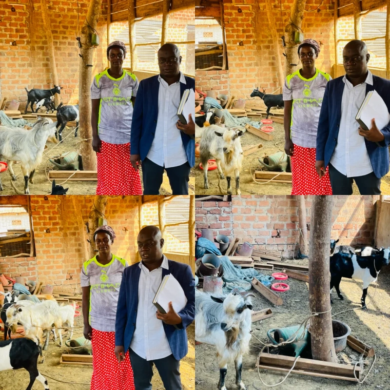 PDM Success: Mrs. Nakimuli Safinah Grows Goat Enterprise from Two to 13 Goats Through Government Support